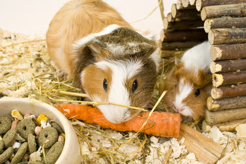 Two guinea pigs nibbling on carrot