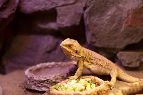 Bearded Dragon sitting next to food bowl looking to the side