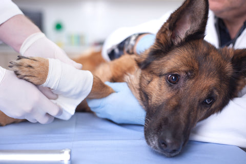 Young German Sheppherd Dog Laying on Veterinarian Table While Getting Leg Wrapped Up