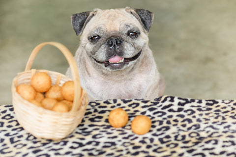 Senior Pug Dog Looking into Camera Sitting next to potatoes