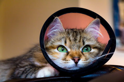 Cat with a cone and green eyes looking into camera lens