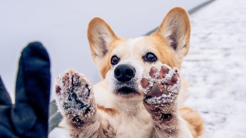 Young corgi with snow on paws showing it's humans it's cold wet paws