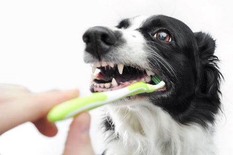 Border Collie Getting Teeth Brushed