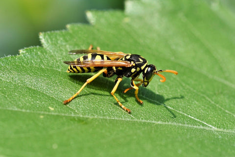 Picture of wasp
