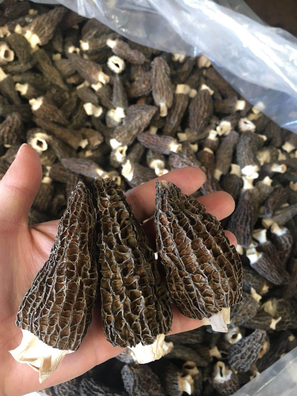 Morel Mushrooms, Morel Mushrooms For Sale, Fresh Morels Morelmasters