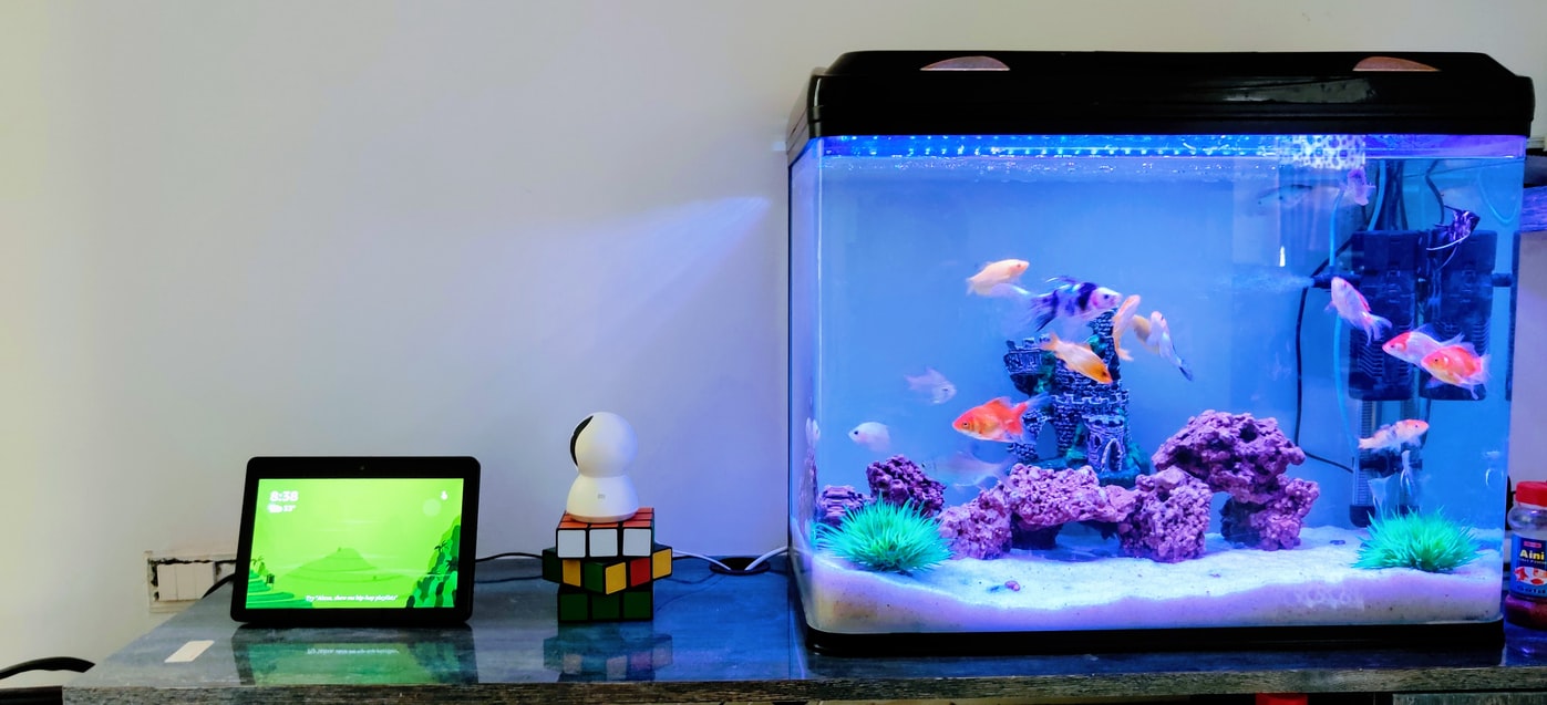 How a Fish Tank With Household Items –