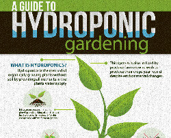 A Guide to Hydroponic Gardening