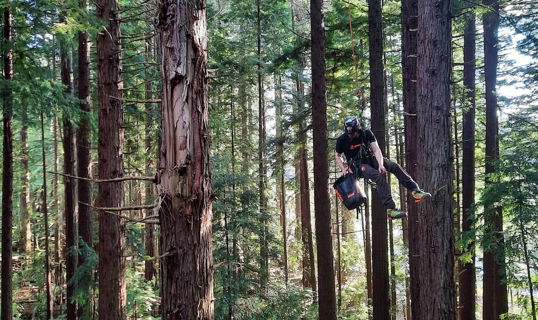 Rog in the Sequoia forest with the RB28
