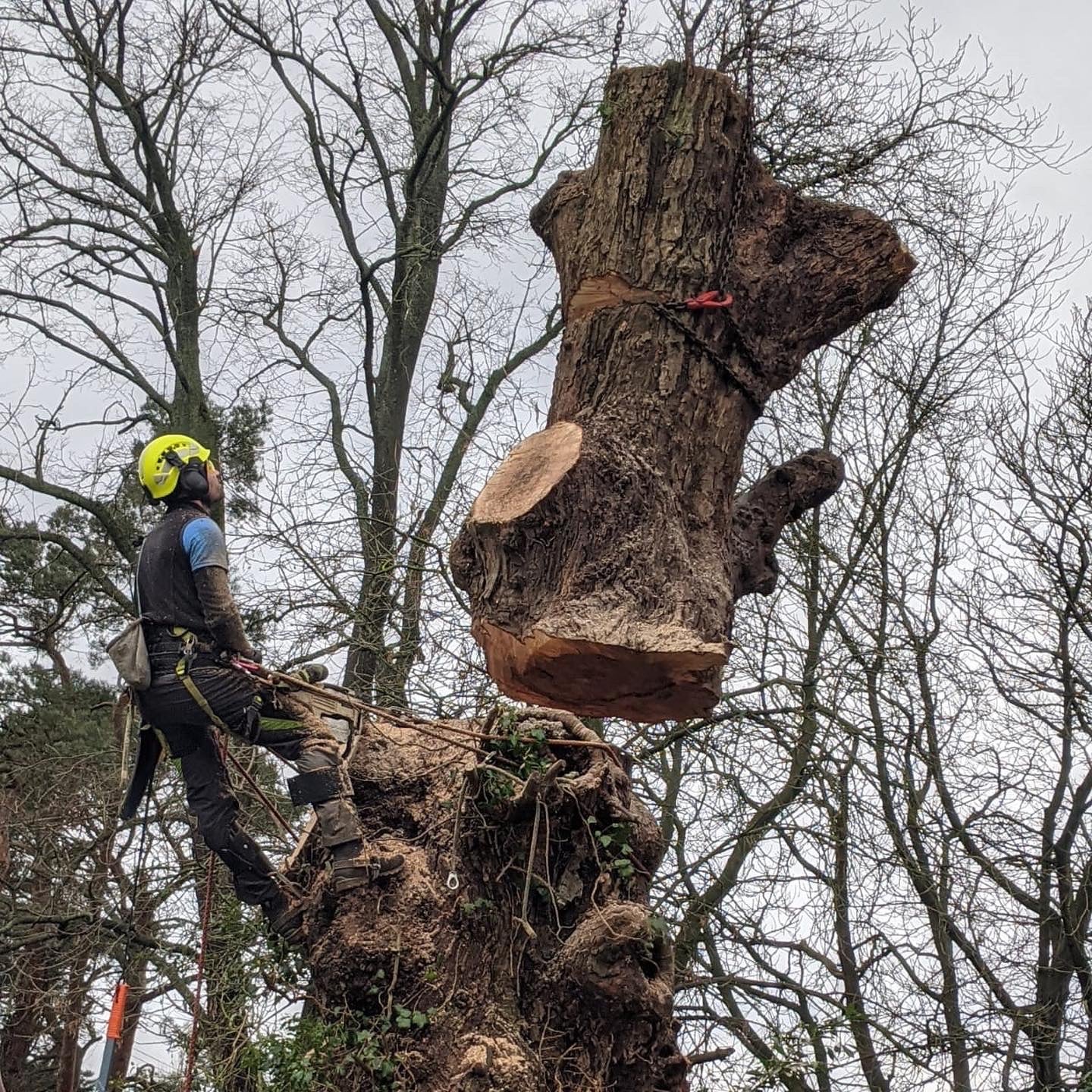 Ben Rose Arborist