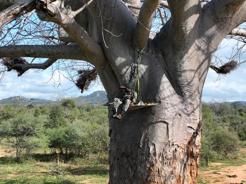 rhino conservation tree climbing