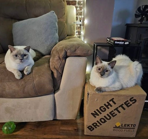 Cats resting on a box of Lekto Night Briquettes