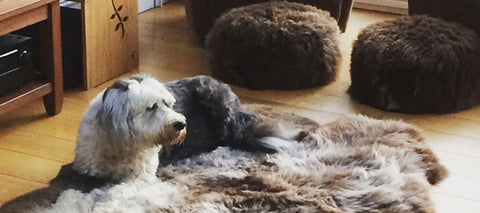Sheepdog on British Sheepskin rug from Flax & Fleece @flaxandfleece