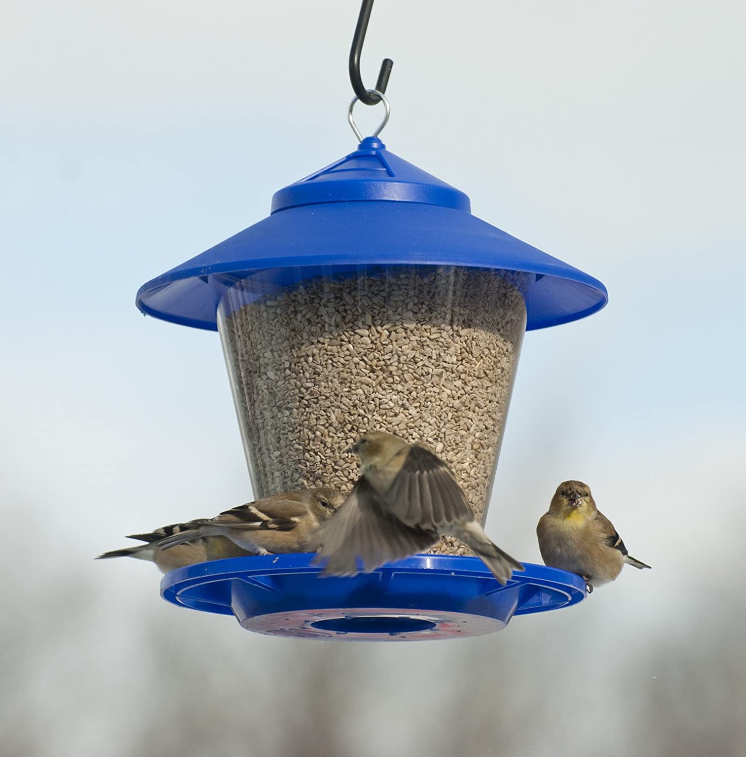 bluebird feeder