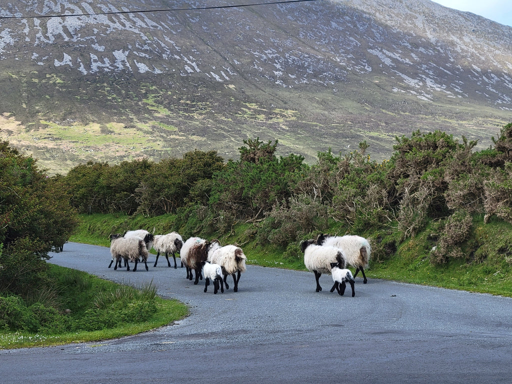 Great Western Greenway Trail Sheep in Ireland on road