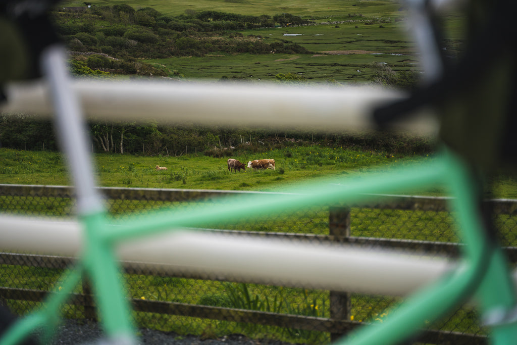 Cows in Ireland Great Western Greenway Trail Velo Orange Neutrino