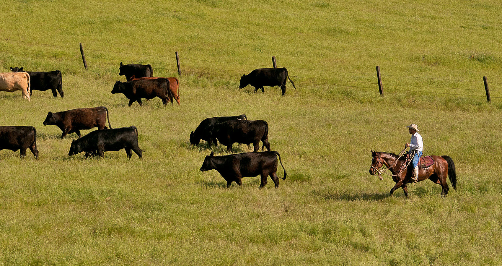 working cattle ranch in Central California