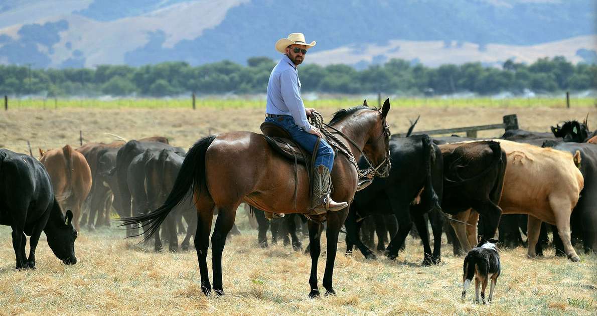 NItschke on horse in field