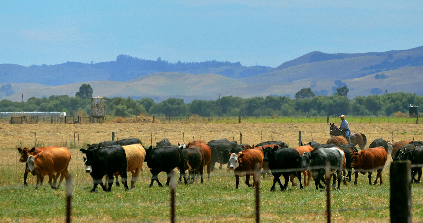 Grass-fed and grass-finished cattle farm in California