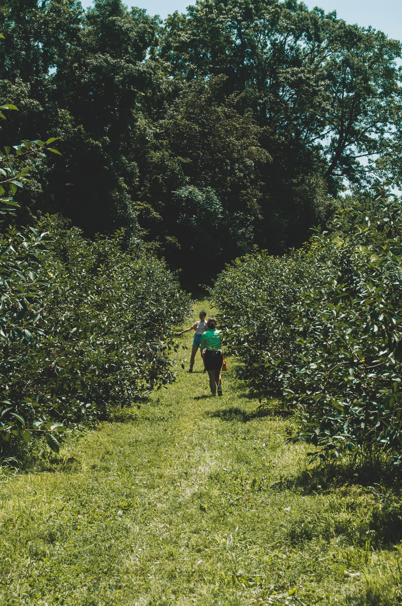 Sour Cherries U-Pick Farm - Fix Bros Fruit, Hudson NY