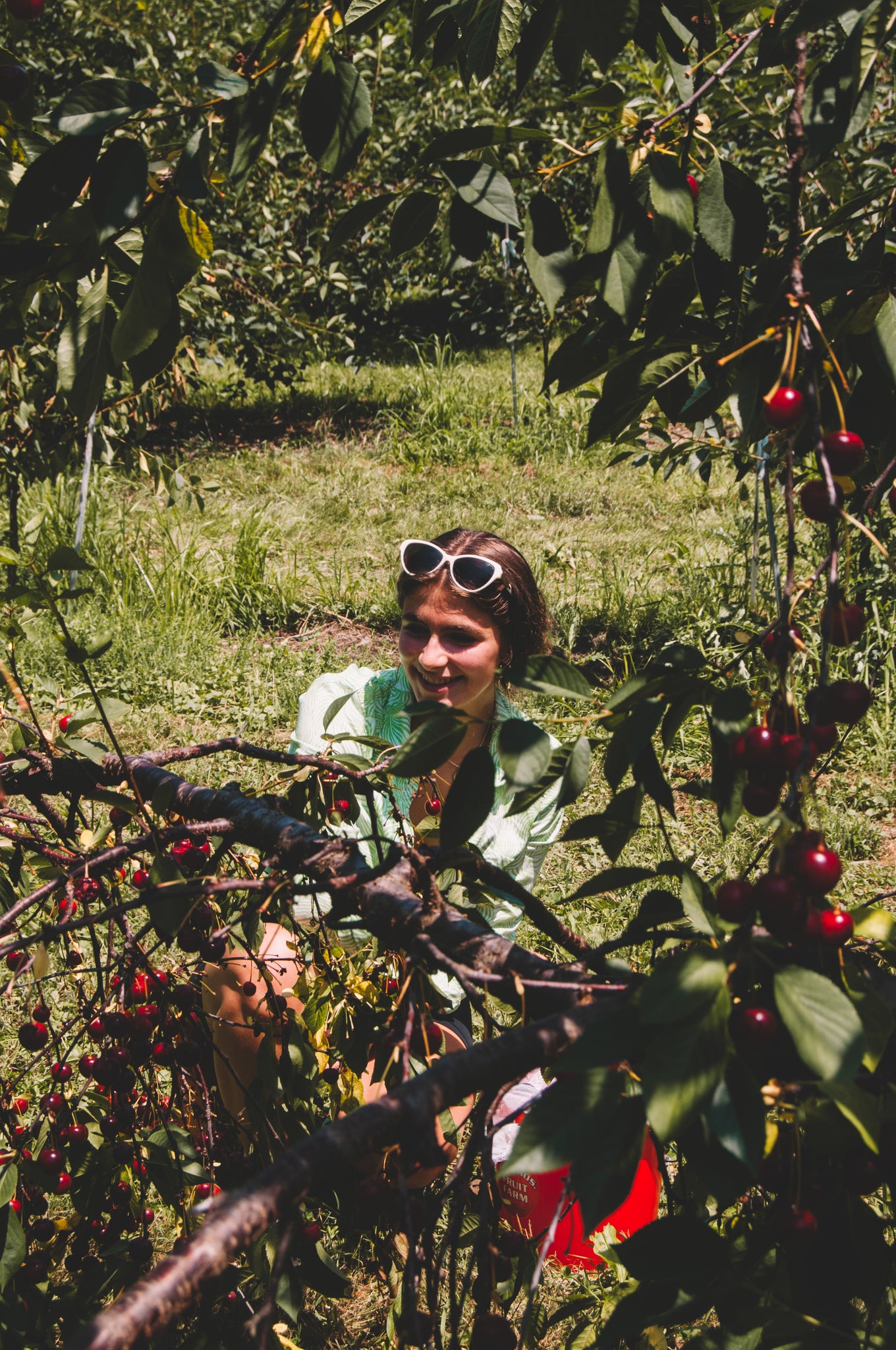 Jamie's Farm New York - Sour Cherries, u-pick at Fix Bros Fruit Farm in Hudson Valley, New York