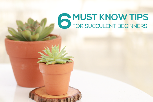 Succulents Box® - 6 Must Know Tips for Succulent Beginners