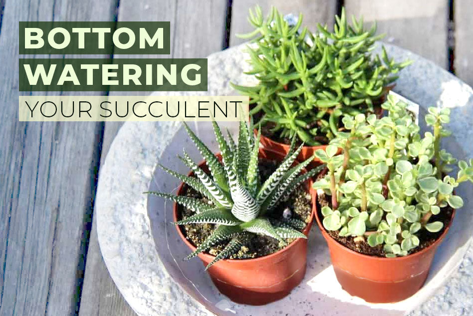 How And When You Should Bottom Water Your Succulents Succulents Box