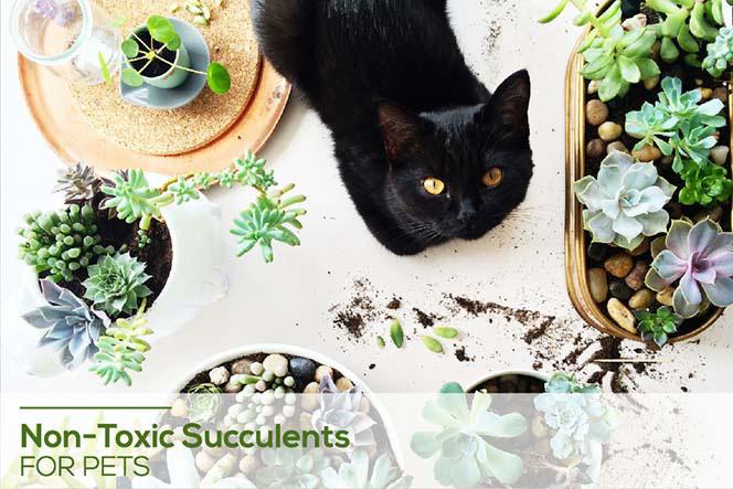 Toxic And Non Toxic Succulents For Pets Succulents Box