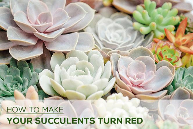 How to Make My Succulents Red Change Colors? - Succulents Box