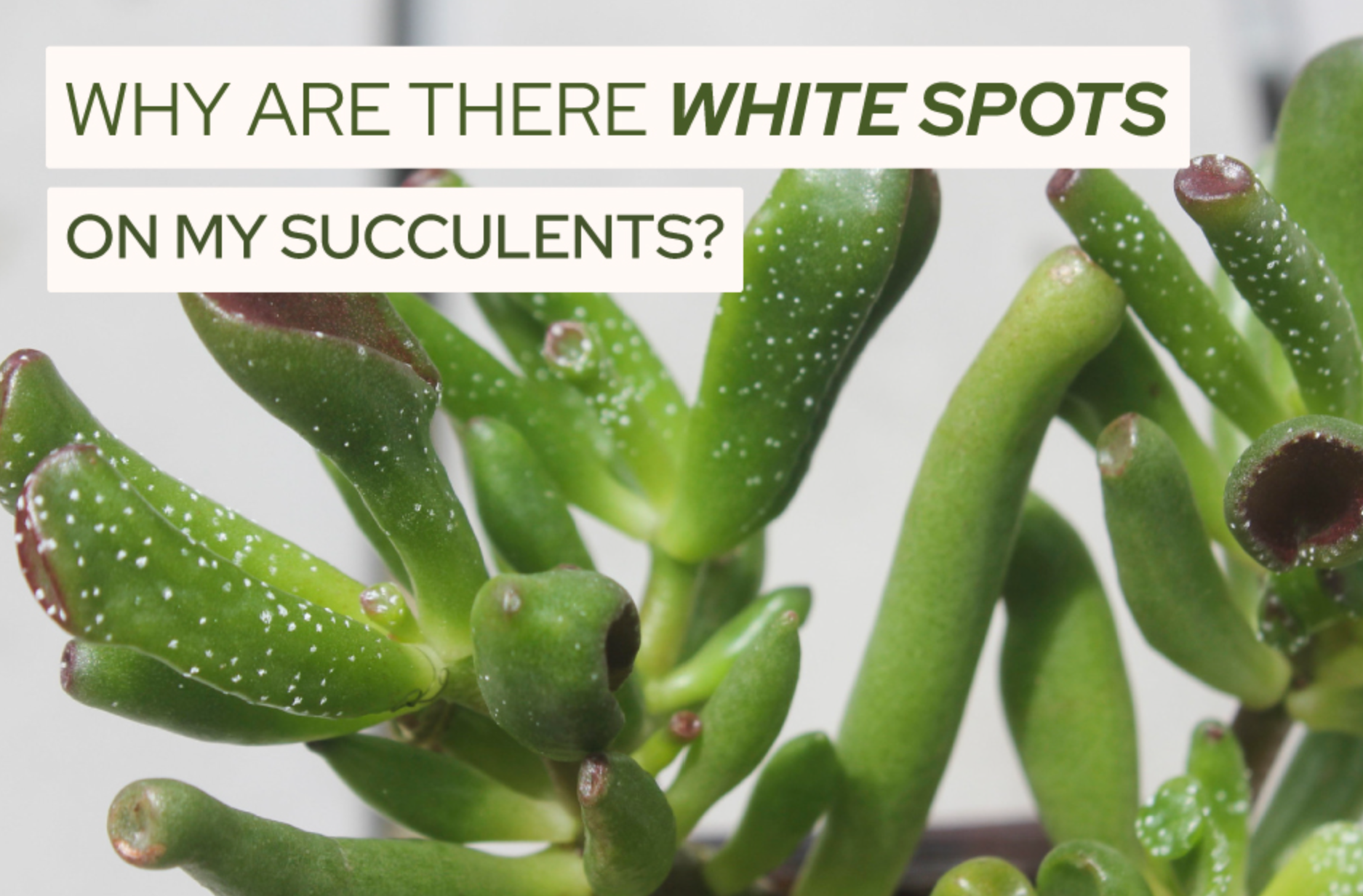 why-are-there-white-spots-on-my-succulents-succulents-box