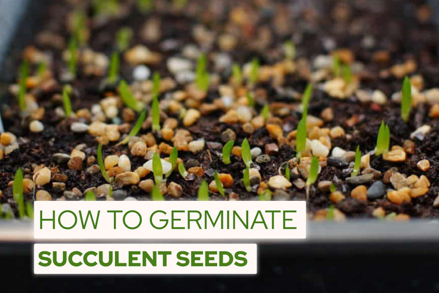 How to Germinate Succulents from Seeds - Box
