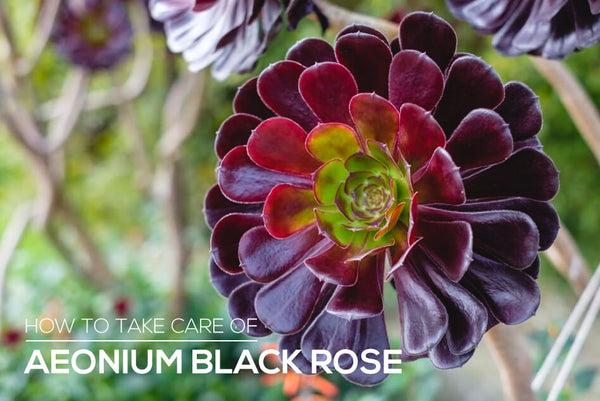 How to care for Aeonium Black Rose - Succulents Box