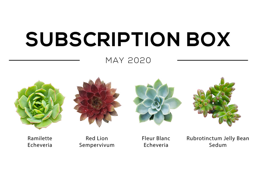 Succulents Box May 2020 Care Guide