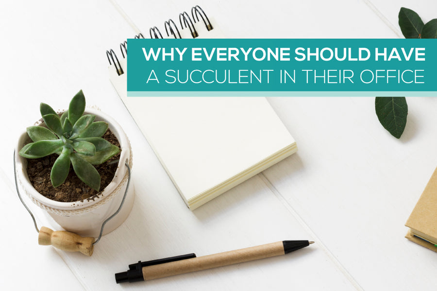 Why Everyone Should have a Succulent in Their Office - Succulents Box