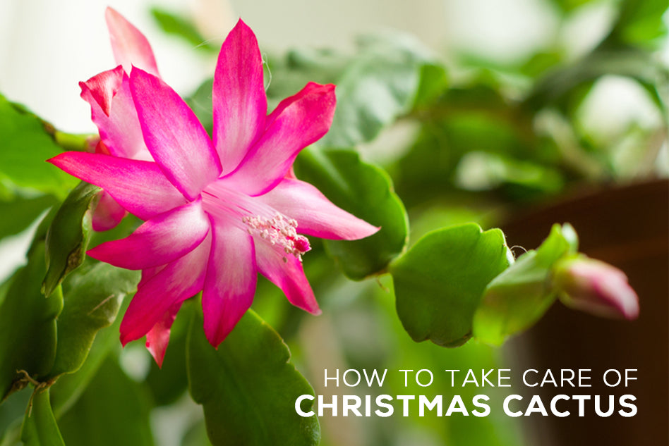 How To Take Care Of Christmas Cactus Succulents Box