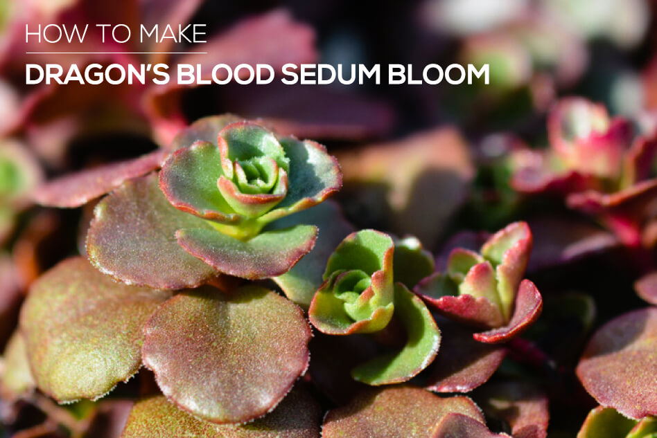 How To Make Dragon S Blood Sedum Bloom Succulents Box