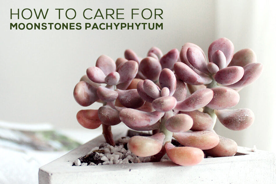 Hvordan man plejer Moonstones Pachyphytum, Moonstones Succulent Care Guide