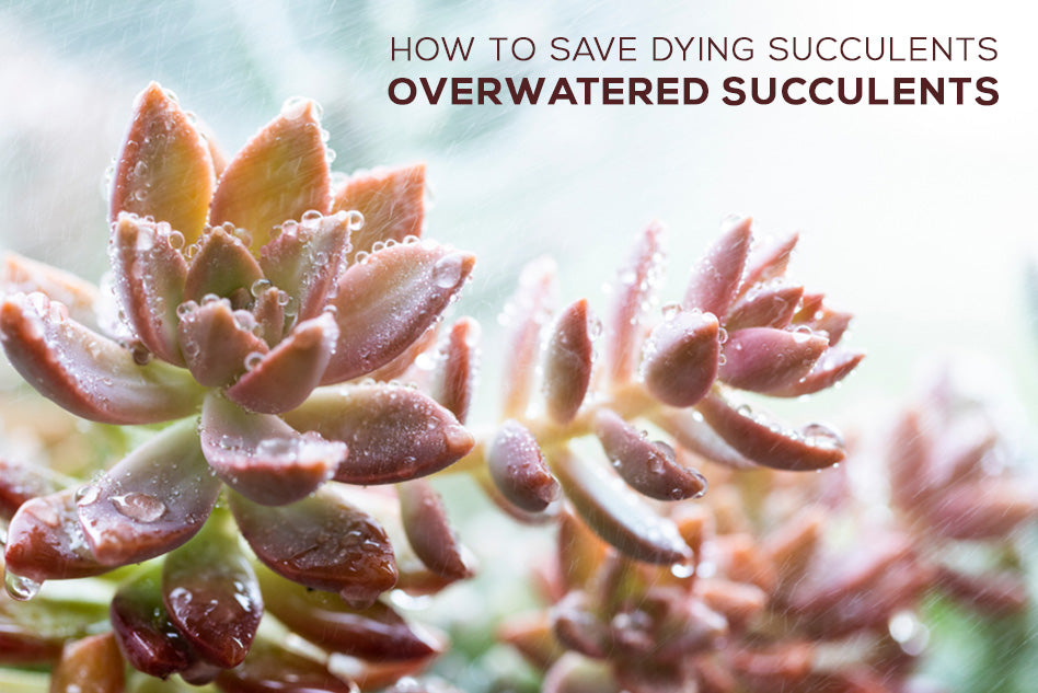 How To Save Dying Succulents Overwatered Succulents Succulents Box
