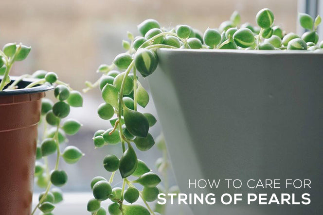 How To Care For String Of Pearls Plant Succulents Box