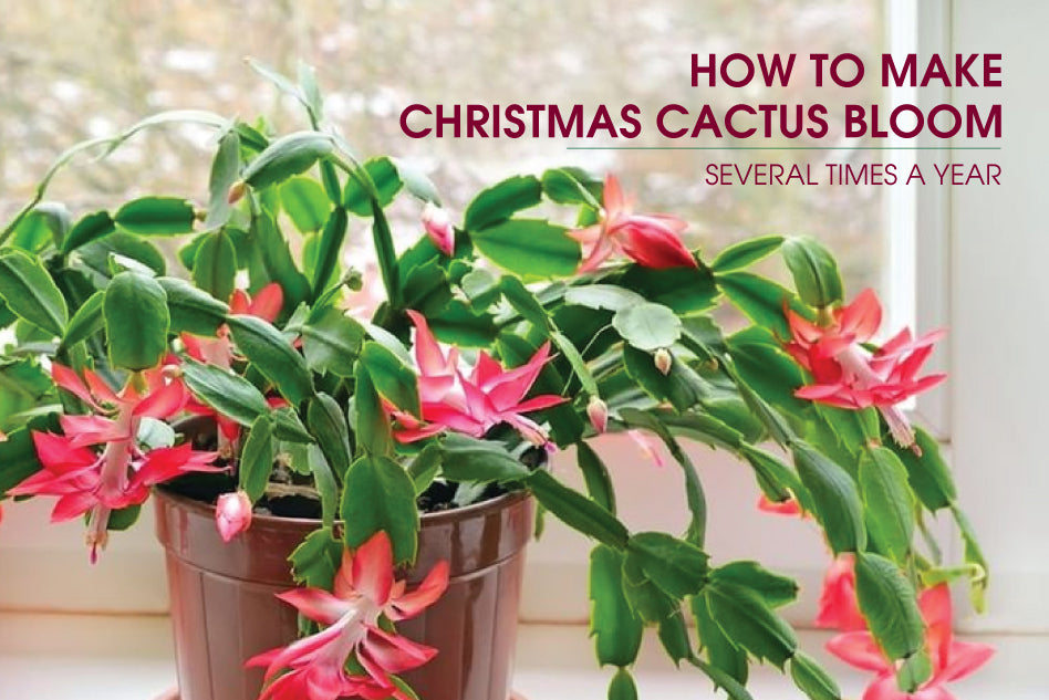 How To Get A Christmas Cactus Bloom Several Times A Year Succulents Box