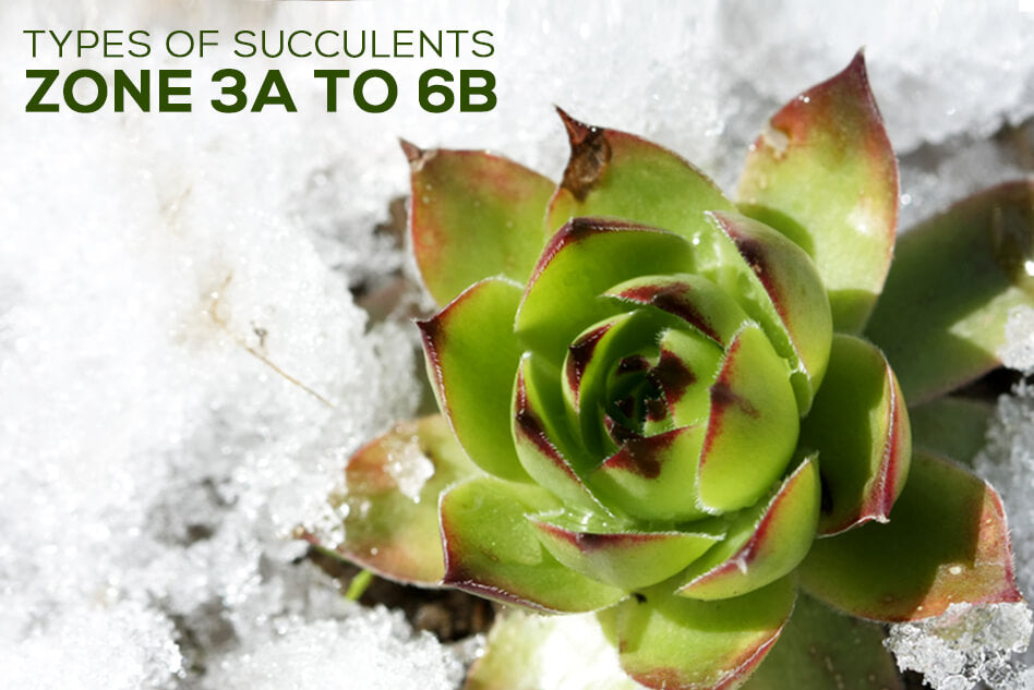 Choosing Hardy Succulents For Zone 3 4 5 6 New York