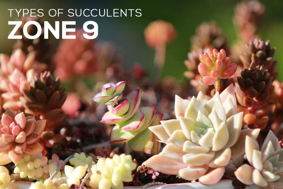 Choosing Succulents for Zone 9 CALIFORNIA, FLORIDA ...