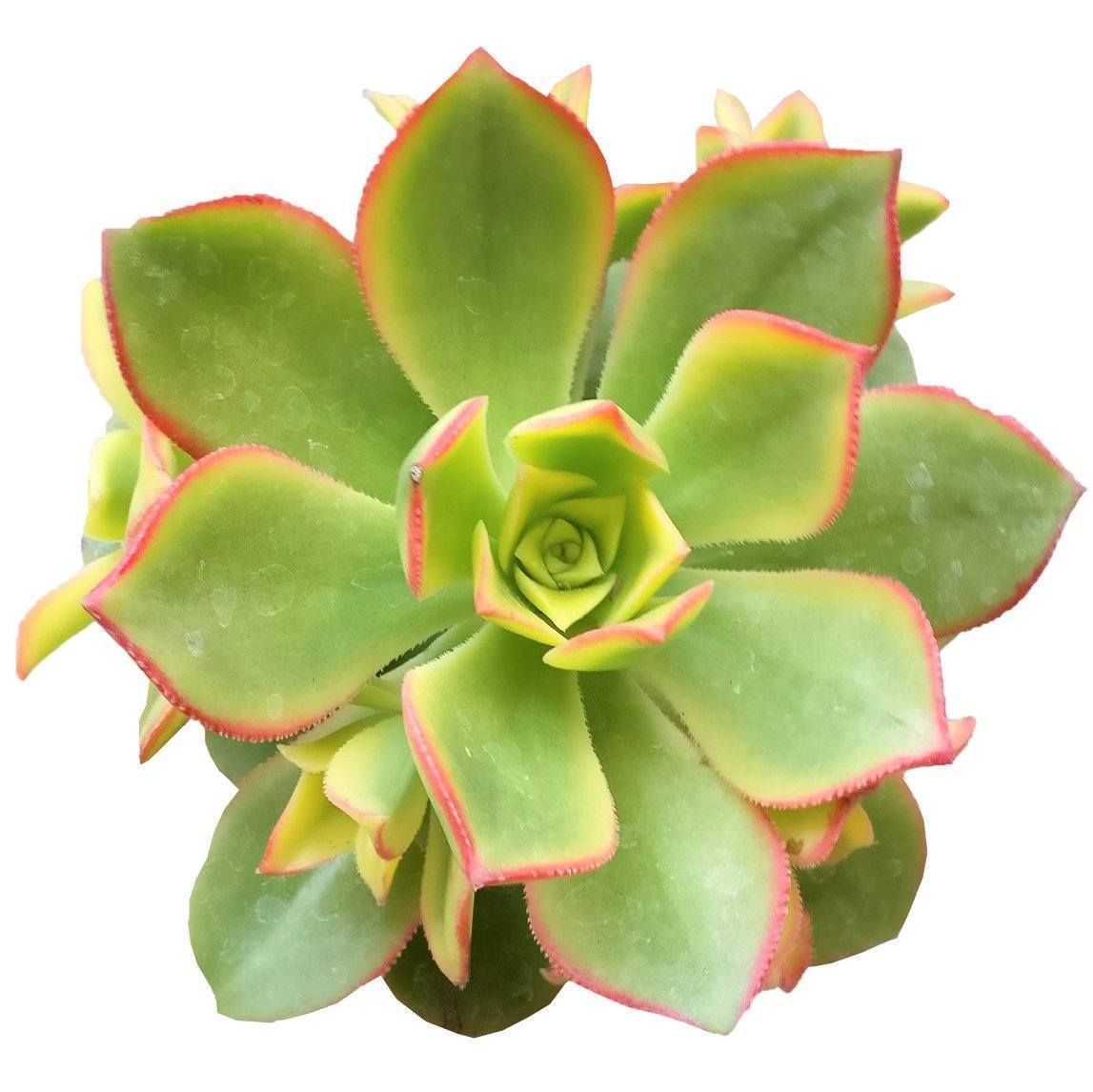 Aeonium