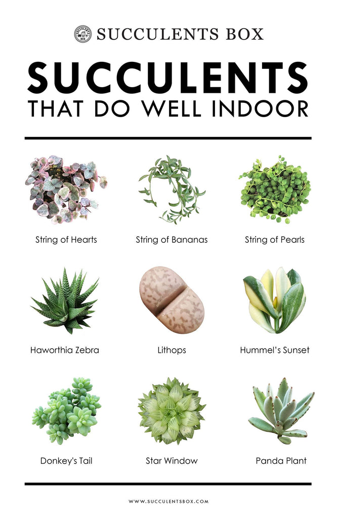 10 Types Of Succulents That Do Well Indoor Succulents Box