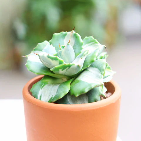 Agave Butterfly. Agave Succulent.