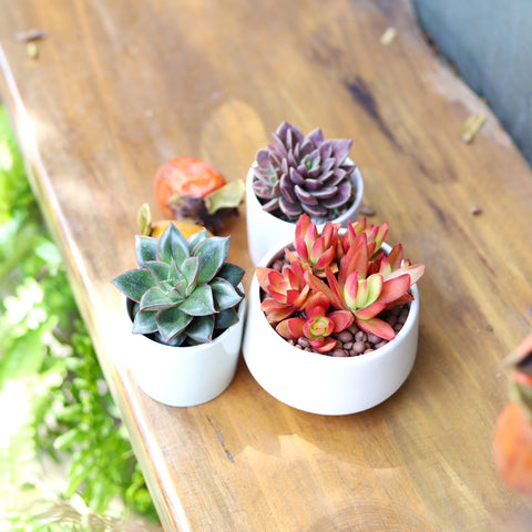 Succulents Box, succulents, succulent, cactus, cacti, succulent collection, houseplant. Succulent care tips in the fall. Fall care guide for succulents