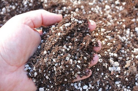 soil mix for succulents, The proper way to water, Watering tips for beginners, Methods of watering plants, Watering methods for potted plants