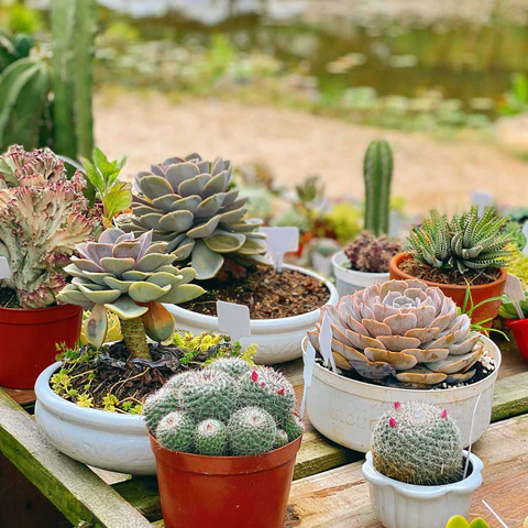 Succulents Box. Succulents. Succulent plant. Cactus. Cacti. Houseplant. Plants