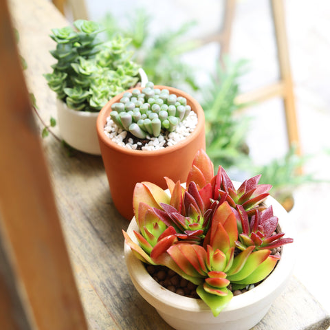 Succulents Box. Succulents. Succulent plant. Cactus. Cacti. Houseplant. Plants