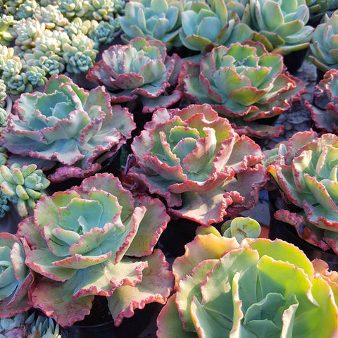 Succulents for sale. Succulents. Cacti. Plants. Houseplant. Succulent and Cactus. Buy succulent online