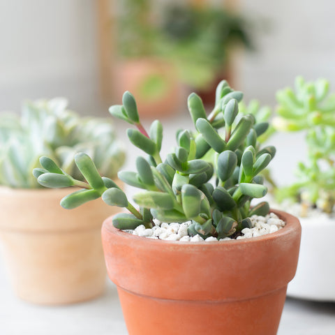 Corpuscularia lehmannii. Ice plant Corpuscularia lehmannii. Ice plant for sale. Succulent for sale. Shop succulent online. Succulent for sale online. Succulent plants. Houseplant. Plant for sale. Shop plant online